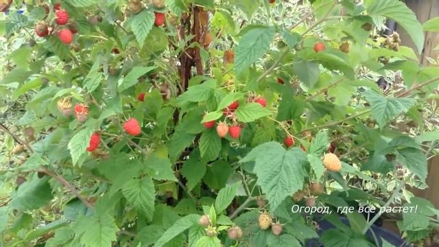 320. Самые урожайные сорта малины.