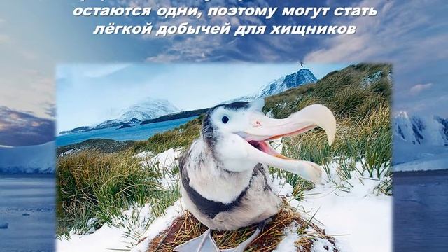 Странствующий альбатрос
