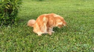 #15 Мейн куны и сибирская кошка на улице