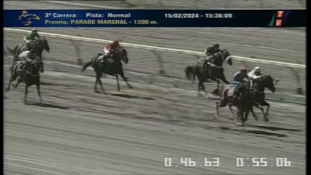 Carr.3 Premio: PARADE MARSHAL (USA) 15-02-2024 смотреть онлайн