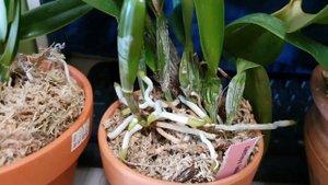 КАТТЛЕЯ королева Орхидей.Cattleya.