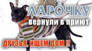 ❗❗ Ларочку вернули в приют спустя 5 мес домашней жизни..  ДРУЗЬЯ, ИЩЕМ ей НАСТОЯЩУЮ СЕМЬЮ ❤️