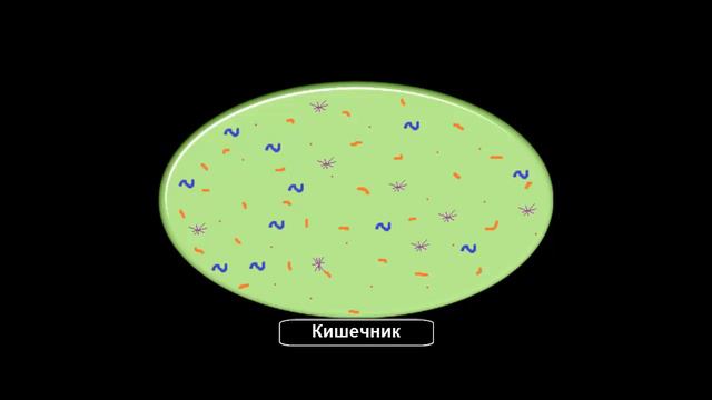 Бактериальная флора кишечника у здоровых детей