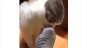 Кот нюхает носок