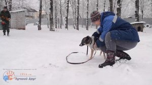 Классная собака Ася