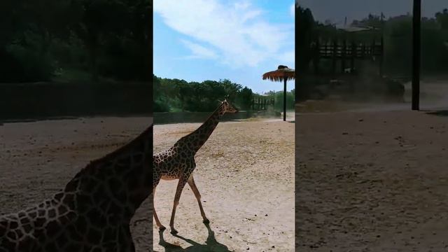 İzmir Sasalı Doğal Yaşam Parkı -  Sasalı Natural Life Park