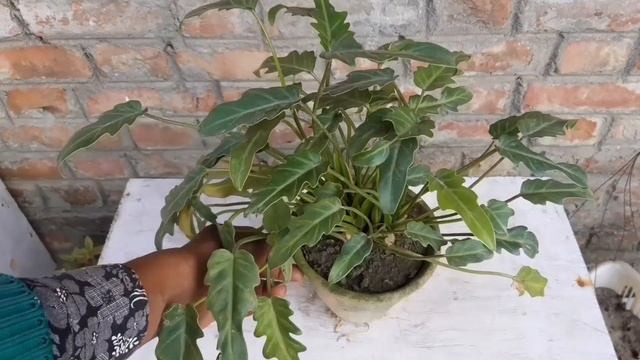 How to Grow Philodendron Xanadu | How to care of Philodendron Winterbourn / philodendron xanadu смотреть онлайн
