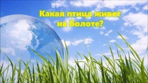Экологическая викторина «Жили-были рыбы, птицы, звери». 6+