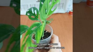 #МОНСТЕРА Адансона Минт?Из сухарика в красотку?Наращивает корни? #цветы #растения #shorts