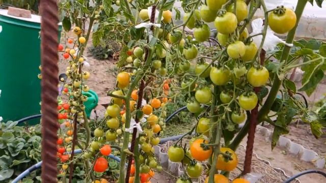 ЧЕРРИ в ОГОРОДЕ. ГИРЛЯНДЫ из ТОМАТОВ смотреть онлайн