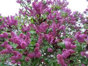 Φύση μετά τη βροχή! СИРЕНЬ