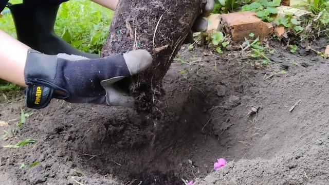 TRASPLANTE DE Phlox pink ,Sedum Autumn Fire, Balloon Flower, Heucherella. смотреть онлайн