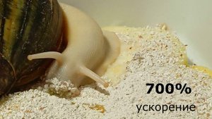 Ахатина (Achatina reticulata) ест кальциевую подкормку.