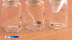 В Курганской области зарегистрирован первый в этом сезоне укус человека клещом