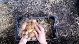 Секрет ускоренного выращивания картофеля / Ведро с куста / Как правильно проращивать картофель