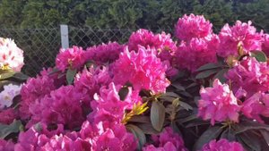 rododendron rhododendron różanecznik