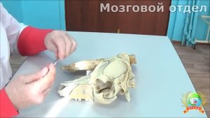 Кости черепа
