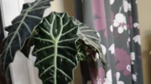 Новая полочка для цветов на подоконнике