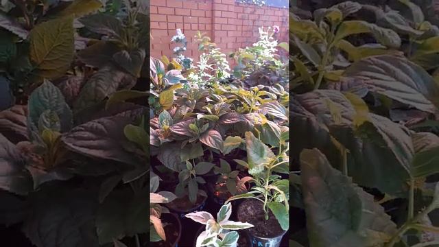 Саженцы метельчатых, древовидных и крупнолистных гортензий смотреть онлайн