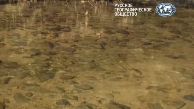 Змеи.Тайны смертоносных созданий на Земле.