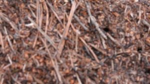 Большой муравейник в лесу на Ахунской 12/04/2021 и муравьи почти что крупным планом на муравейнике.