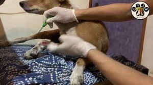 First Aid for stray animals | Pendistrin SH