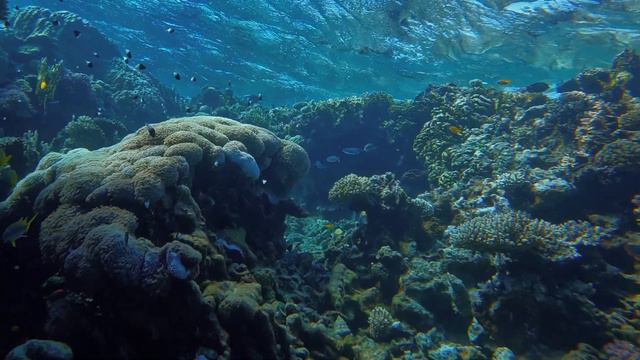 Египет. Шарм-эль-Шейх. Красное моря. Бухта Шаркс Бэй. смотреть онлайн