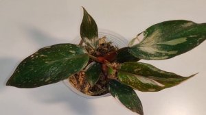 Цветы Вместе Philodendron pink princess / Филодендрон розовая принцесса