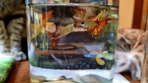 рыбки гуппи самцы #продажа #аквариум