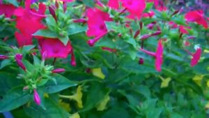 Мирабилис ялапа (Mirabilis jalapa).