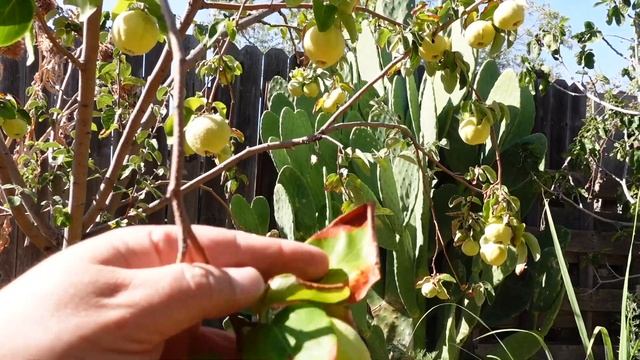 Growing, Harvesting And Processing Quince Fruit | A Delicious Nutritional Powerhouse! смотреть онлайн