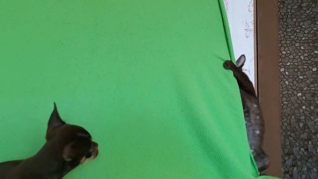 Легко ли сделать фото щенка ? А если у вас  усатый помощник ? смотреть онлайн