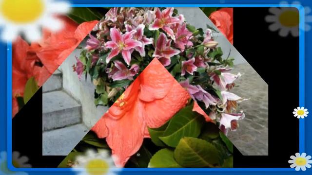 amarillisz смотреть онлайн