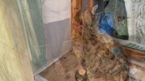 Второй день СВАДЬБЫ | АРИНА БЕЛАЯ