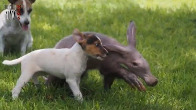 Трубкозуб дружит с собаками!!! смотреть онлайн