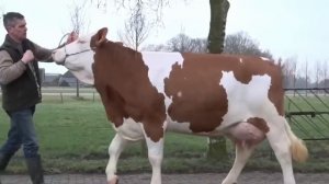 Сильные и красивые бык, буйвол, звуки быков, звуки природы, bull, buffalo