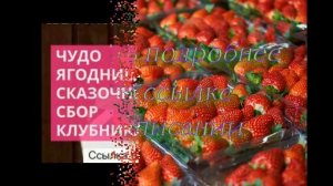 елизавета 2 сорт клубники купить семена