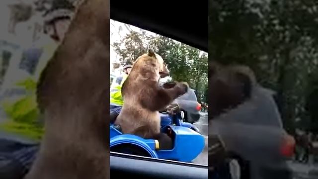 Медведь музыкант смотреть онлайн