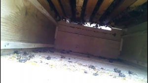 Улей Озерова Постановка общего корпуса  и перевод на высокое дно