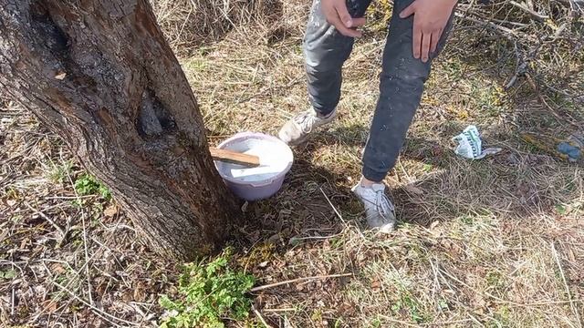 Без этого они будут болеть. Как воскресить старые деревья. Беларусь. Путь к успеху. Дом в деревне. смотреть онлайн