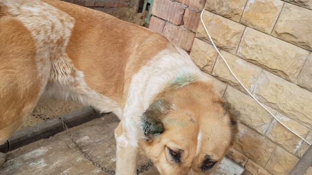 9 марта 2021 г. Кавказский Волкодав Ника. внучка ЧМ Хозяина и внучка ЧМ Батухана. смотреть онлайн