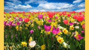 НЕЖНАЯ СТРАСТЬ ❤ Самые Красивые и Нежные Песни Для Любимой Женщины