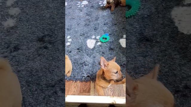 щенки Норвич терьер первый триминг #норвичтерьер смотреть онлайн