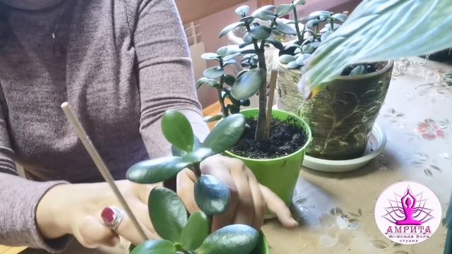 Обрезка Толстянки (денежное дерево)