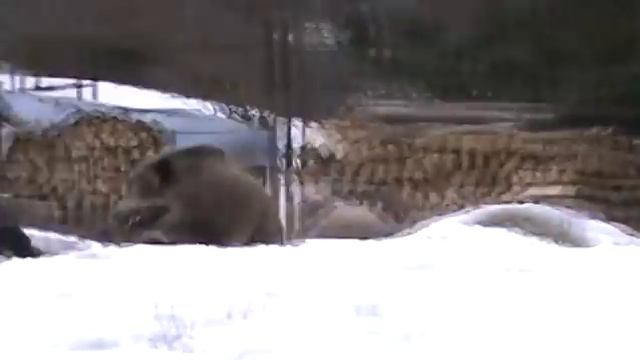 Slowakischer Laufhund / Slovensky Kopov / Словацкий копов смотреть онлайн