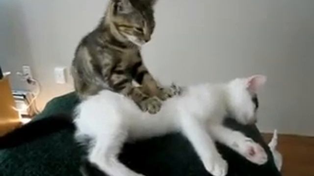 Как кот делает массаж кошке смотреть онлайн