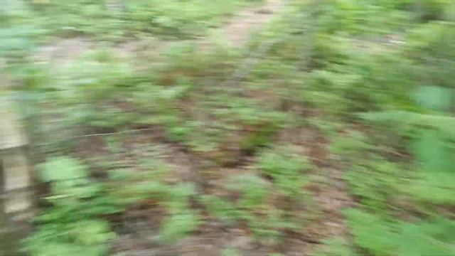 ГРИБНИК ЗАШЁЛ ПОГУЛЯТЬ В ПАРК И ОФИГЕЛ, УВИДЕВ ТАКОЕ ЧУДО! БЕЛЫЕ ГРИБЫ В ПАРКЕ КАК ИЗ СКАЗКИ! смотреть онлайн