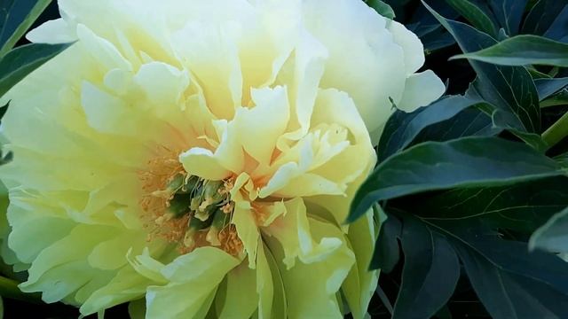 ЦВЕТЕНИЕ ПИОНОВ ЛЕТОМ 2021 г. (15 СОРТОВ -Carnation Bouquet. Old Faithful. Princess Margaret. и др) смотреть онлайн