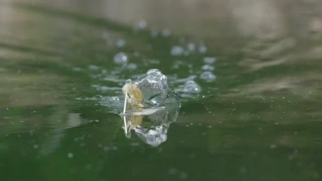 Катера Crestliner 2019 Модельный Ряд