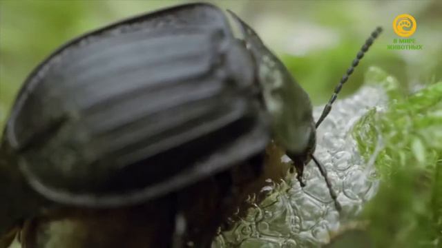 Макромиры. Жуки - любимцы небес.  Документальный фильм. (720p)